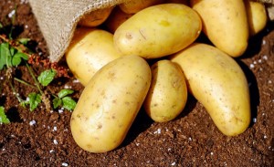 картофель, урожай, сельское хозяйство
